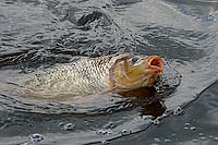 Chytání ryb na Lipně